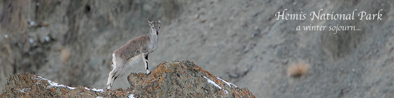 Hemis Ladakh Snow Leopard