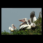 pelican family