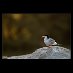 river tern