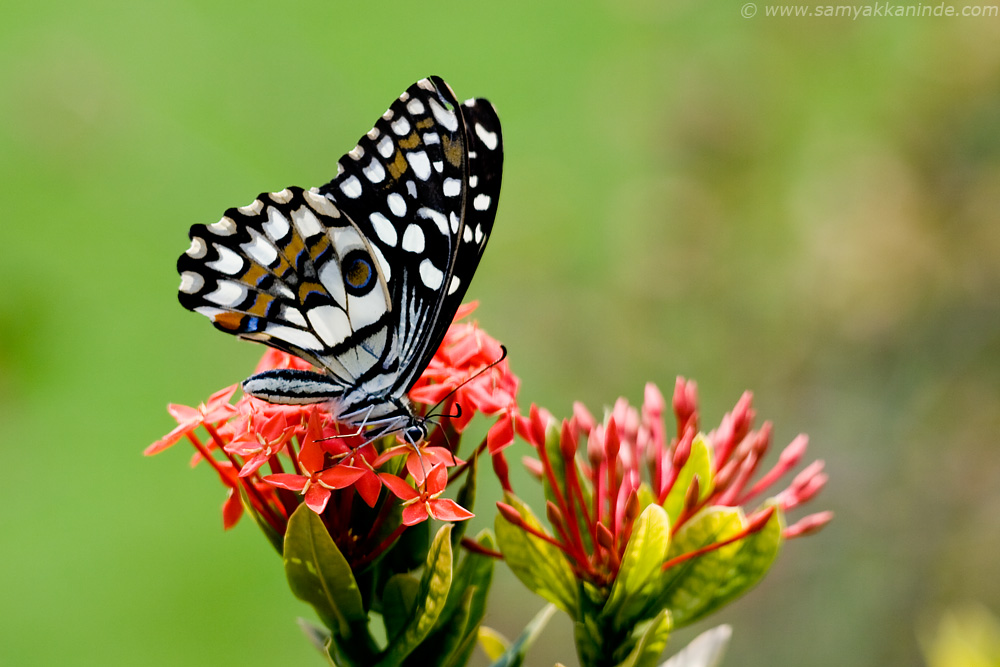 Northern Lime Butterfly(Papilio demoleus demoleus)