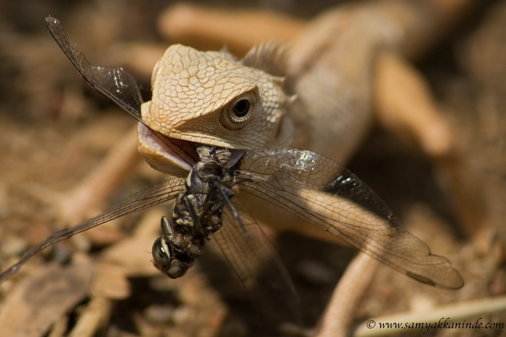 lizard eating dragonfly