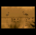 Flamingos in mist fine art prints india