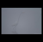 egret in mist fine art prints india