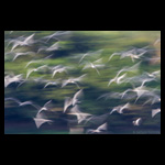 River Terns flock fine art prints india