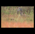Indian Fox in grasslands fine art prints india