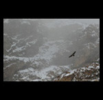 Bearded Vulture in Himalayas fine art prints india
