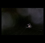 Spider Web fine art prints india