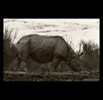 Rhinoceros Reflection fine art prints india