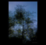 Firefly tree fine art prints india