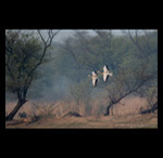Bar Headed goose in flight fine art prints india