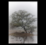 Tree in mist fine art prints india