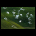 Bird Flock in flight fine art prints india