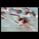 Flamingos running on water fine art prints india