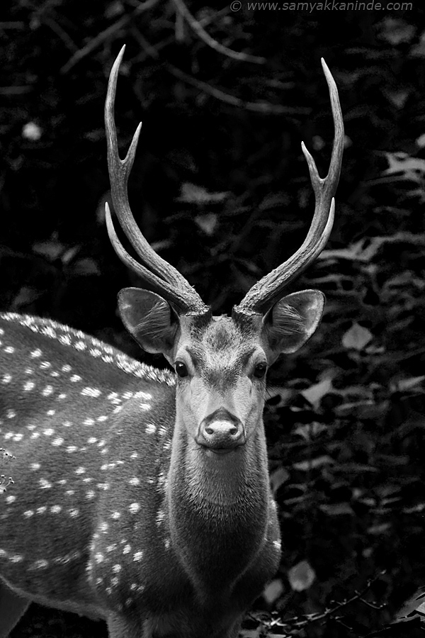 The chital or Spotted Deer (Axis axis)