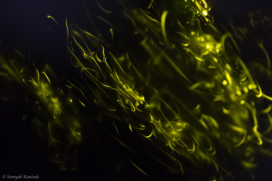 The Fireflies (Lampyridae)(glowowrm) 