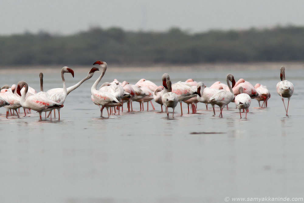 Lesser Flamingo (Phoenicopterus minor)