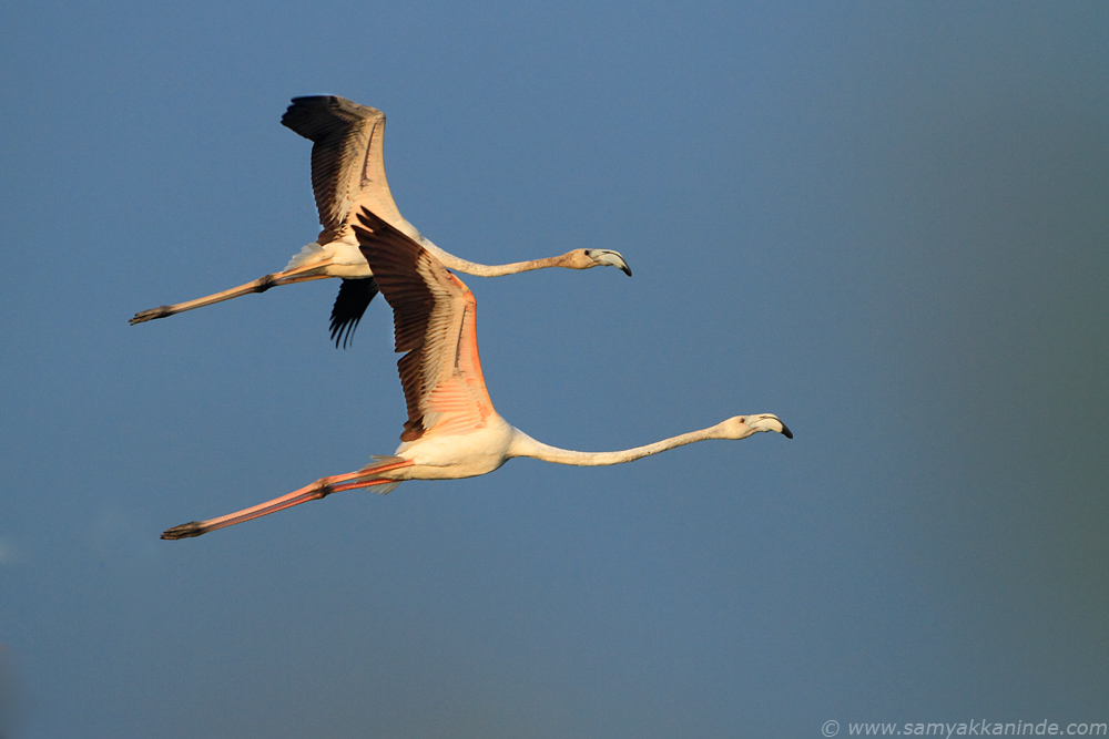 Greater Flamingo (phoenicopterus roseus)