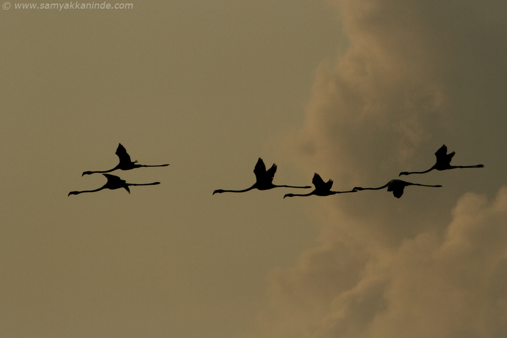 Greater Flamingo (phoenicopterus roseus)