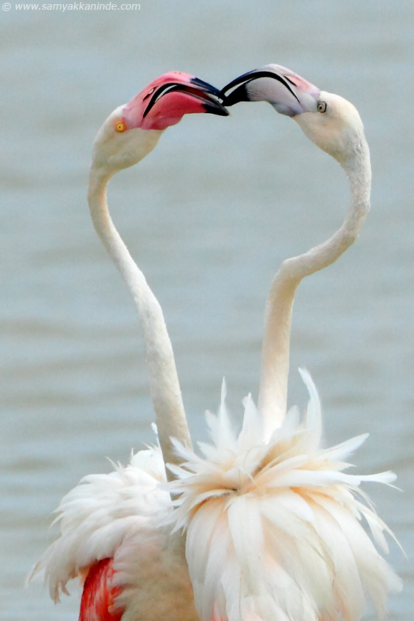 Greater Flamingo (phoenicopterus roseus)