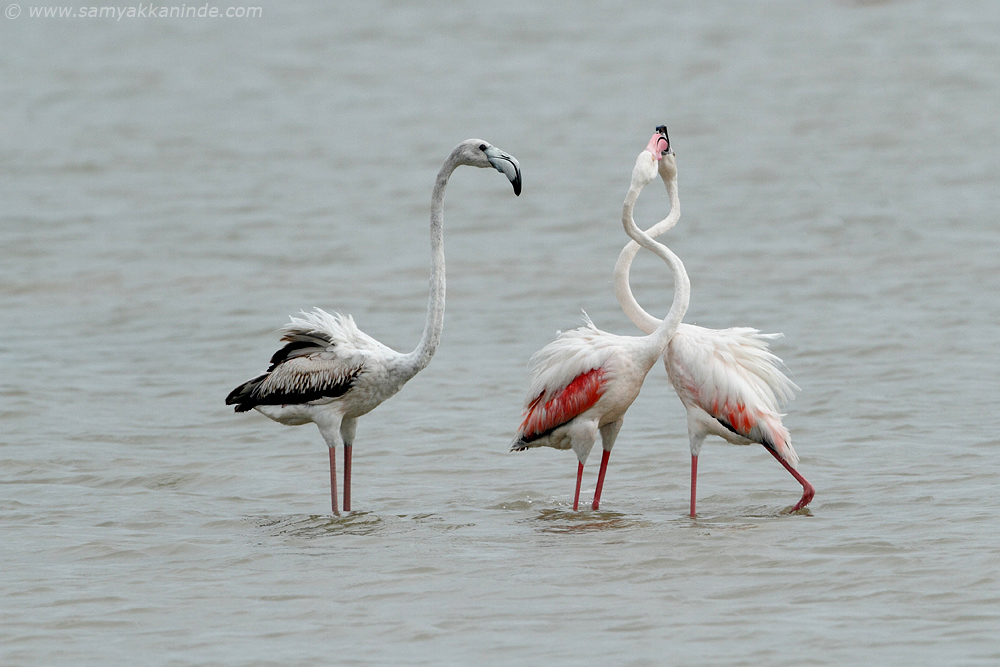 Greater Flamingo (phoenicopterus roseus)