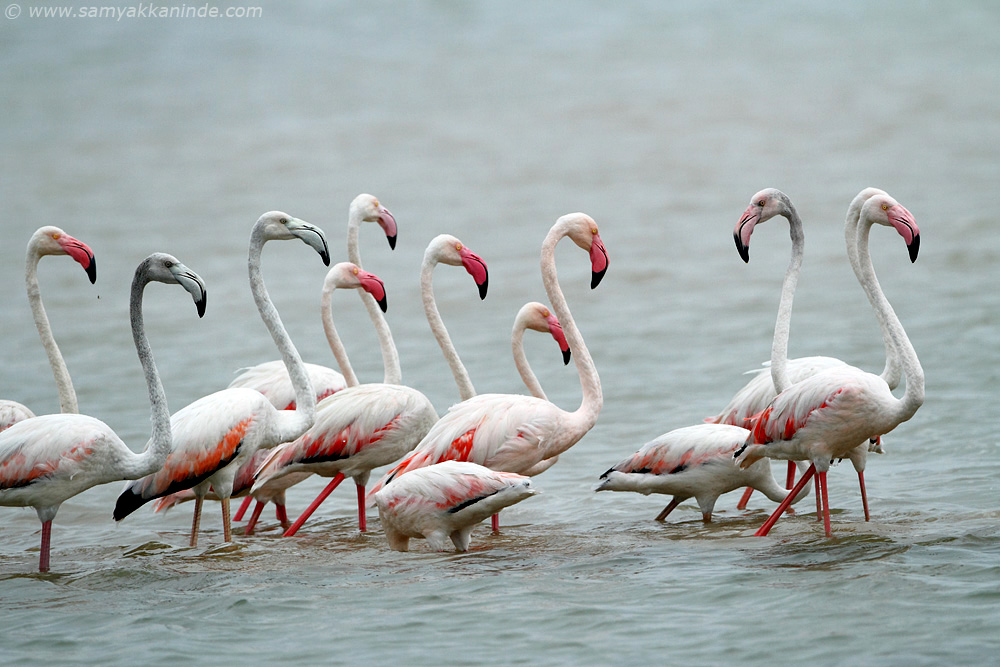 Greater Flamingo (phoenicopterus roseus)