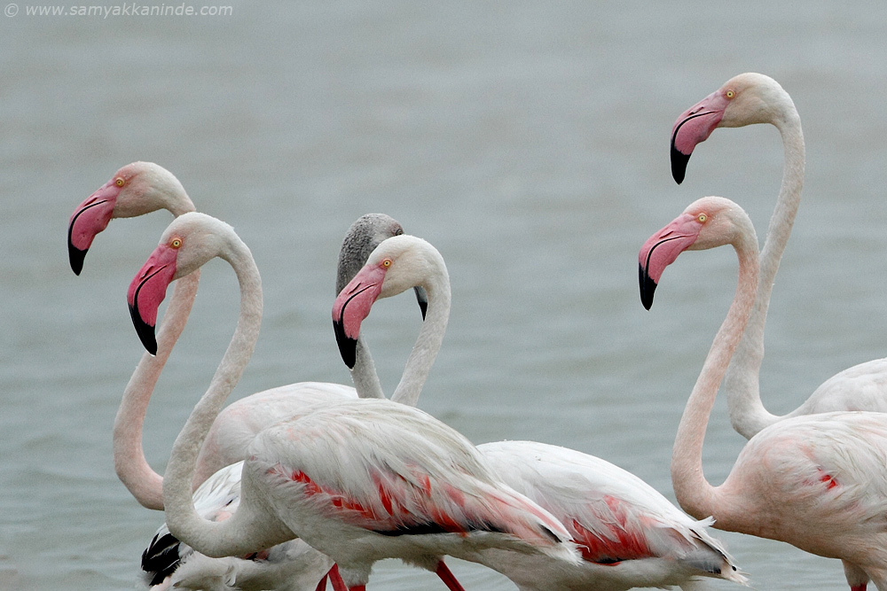 Greater Flamingo (phoenicopterus roseus)