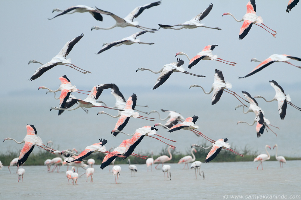 Greater Flamingo (phoenicopterus roseus)