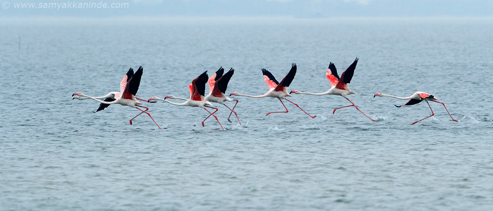 Greater Flamingo (phoenicopterus roseus)