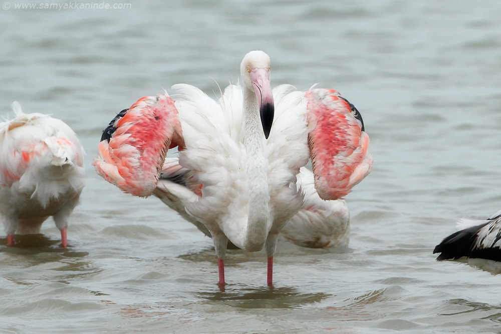 Greater Flamingo (phoenicopterus roseus)