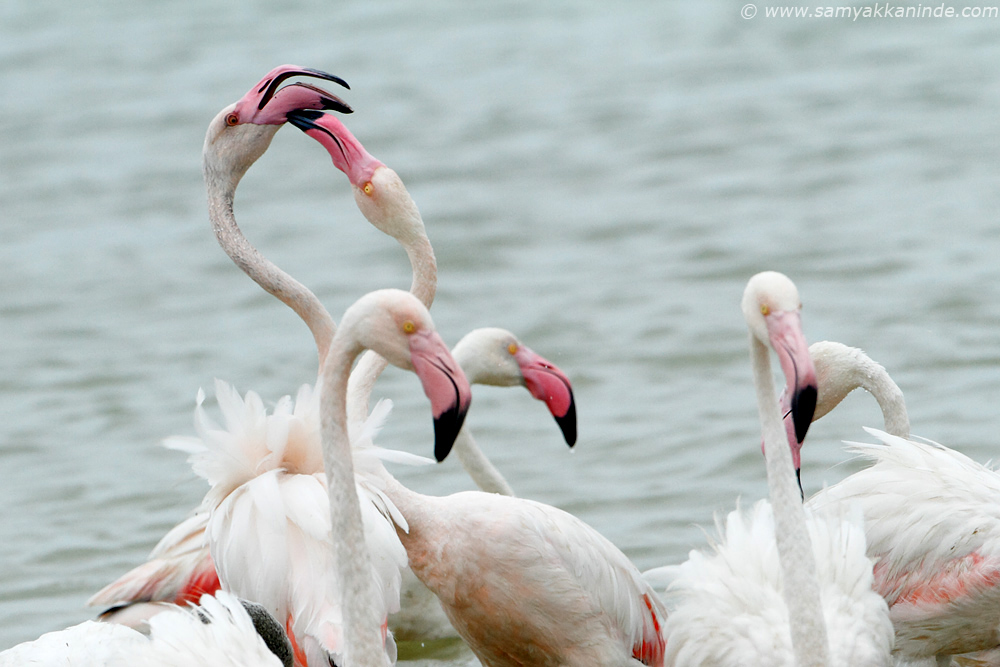 Greater Flamingo (phoenicopterus roseus)