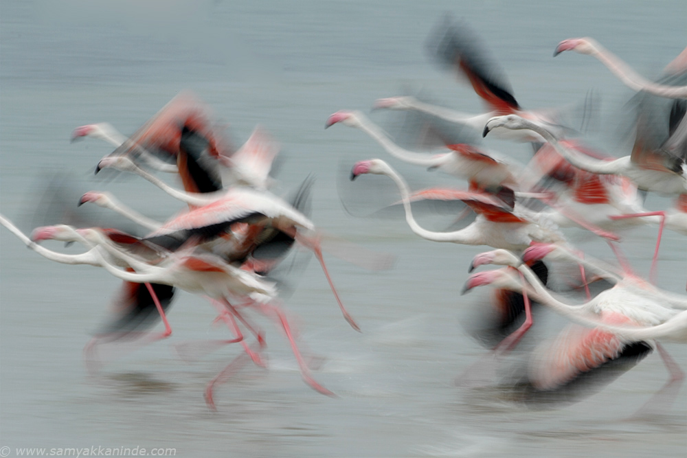 Greater Flamingo (phoenicopterus roseus)