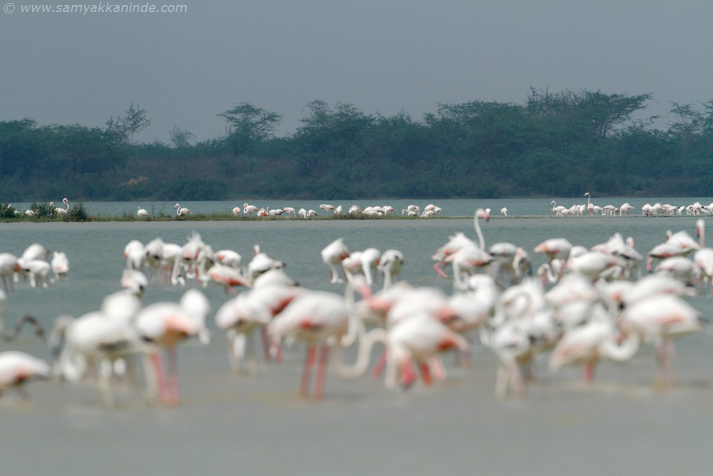 Greater Flamingo (phoenicopterus roseus)