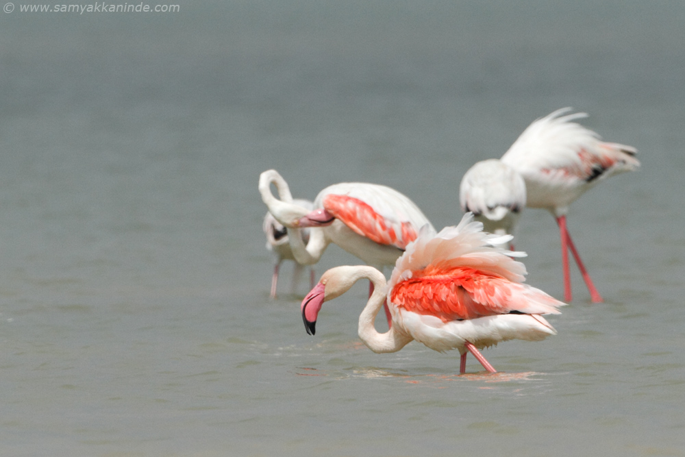 Greater Flamingo (phoenicopterus roseus)