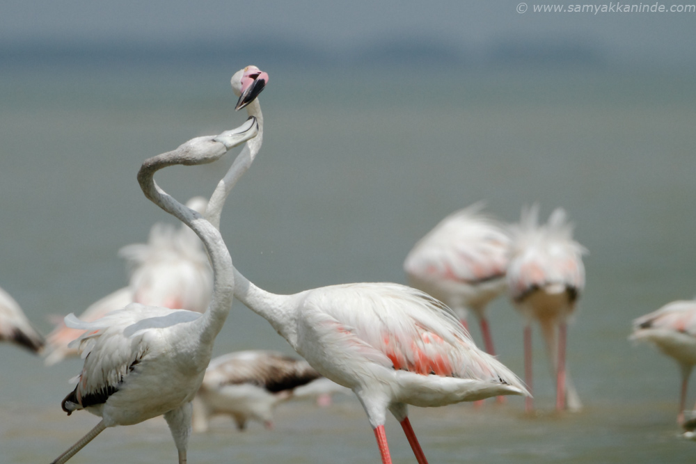 Greater Flamingo (phoenicopterus roseus)