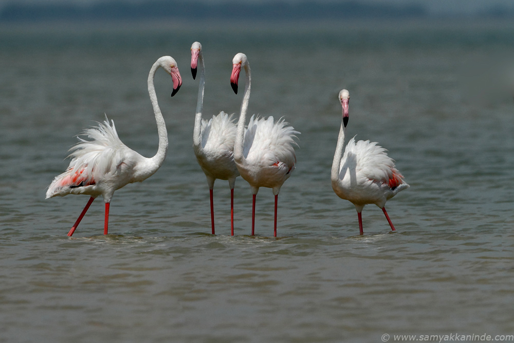 Greater Flamingo (phoenicopterus roseus)