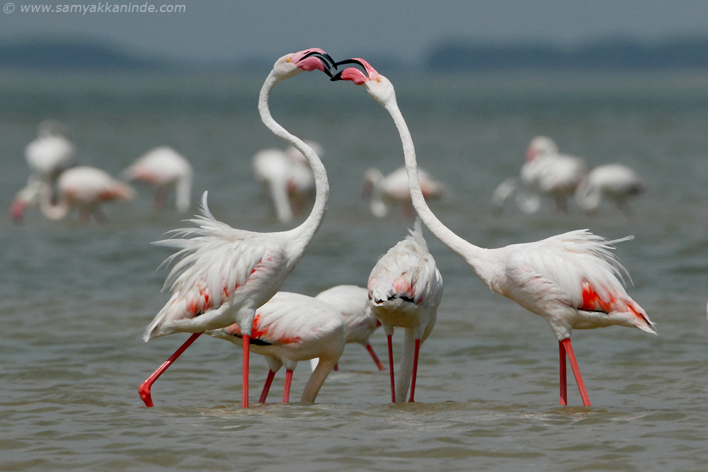 Greater Flamingo (phoenicopterus roseus)