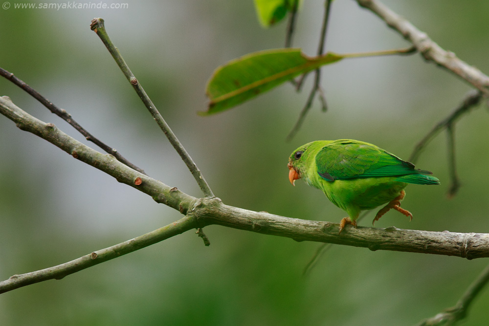 Vernal Hanging Parrot (Loriculus vernalis)