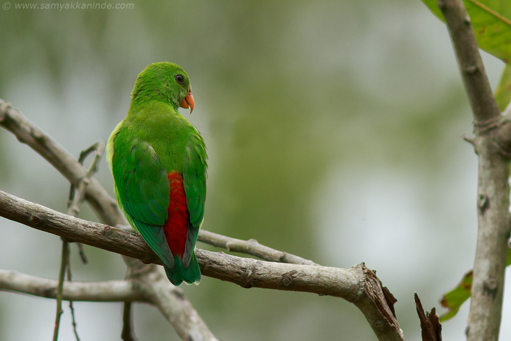 Vernal Hanging Parrot (Loriculus vernalis)