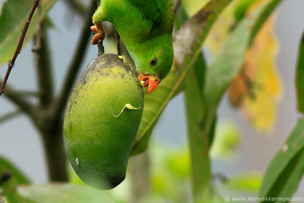 Vernal Hanging Parrot (Loriculus vernalis)