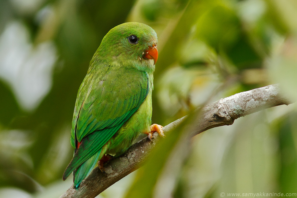 Vernal Hanging Parrot (Loriculus vernalis)