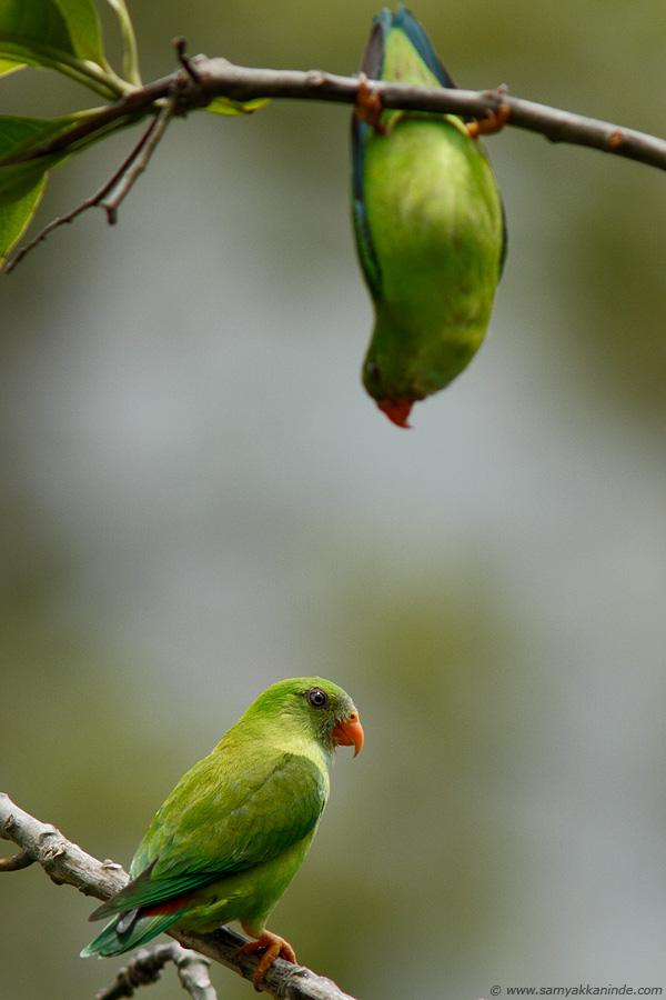 Vernal Hanging Parrot (Loriculus vernalis)