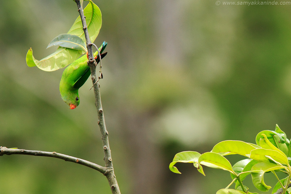 Vernal Hanging Parrot (Loriculus vernalis)