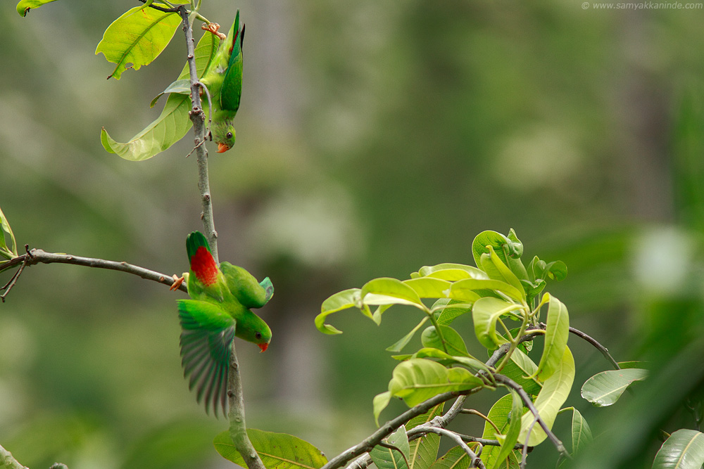 Vernal Hanging Parrot (Loriculus vernalis)