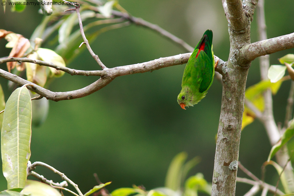 Vernal Hanging Parrot (Loriculus vernalis)