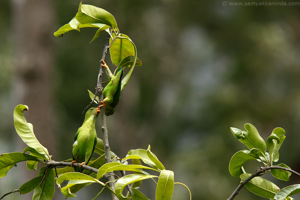 Vernal Hanging Parrot (Loriculus vernalis)