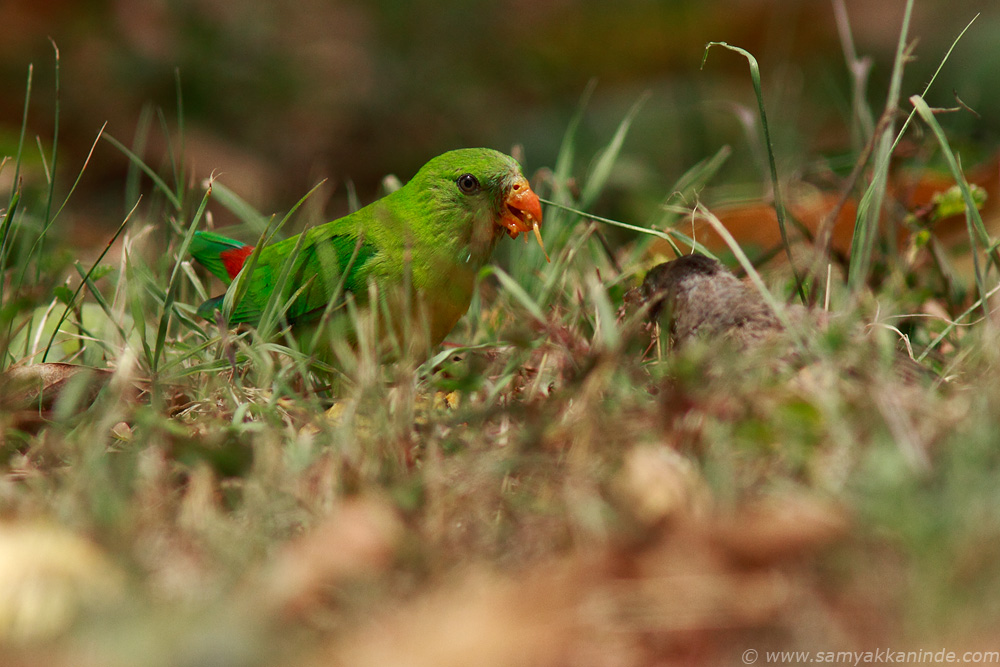 Vernal Hanging Parrot (Loriculus vernalis)