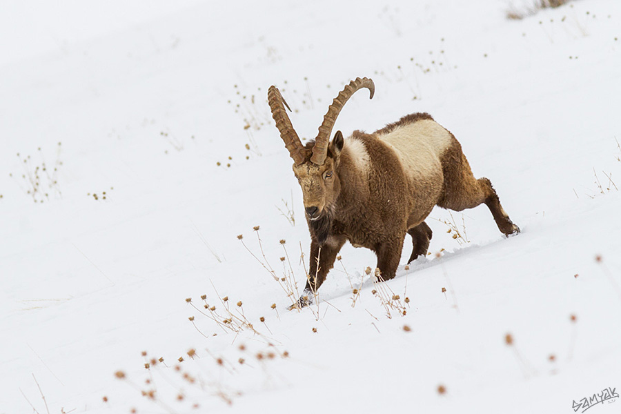 Himalayan Ibex (Capra ibex sibirica)
