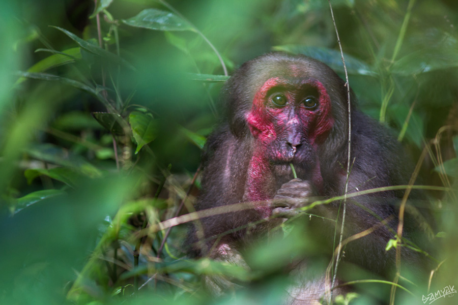 The stump-tailed macaque (Macaca arctoides)