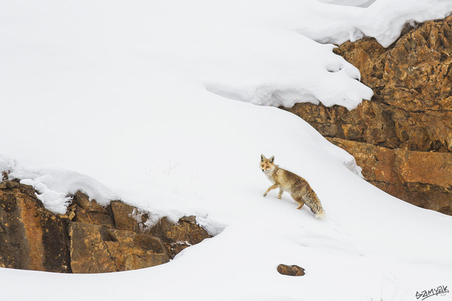 Himalaya Snow Leopard Wildlife Photography Expedition