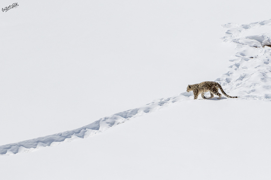 Himalaya Snow Leopard Wildlife Photography Expedition